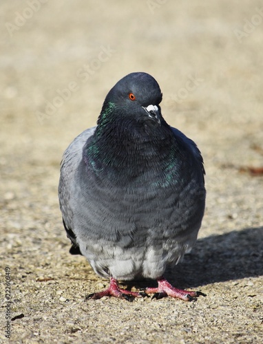 Pigeon, Bordeaux, France