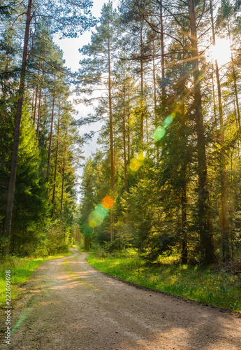 Gr  ner Wald Weg im Sommer mit Sonnenstrahlen Lichteffekt