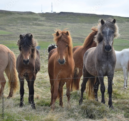 A group of Icelandic horses at the fence.