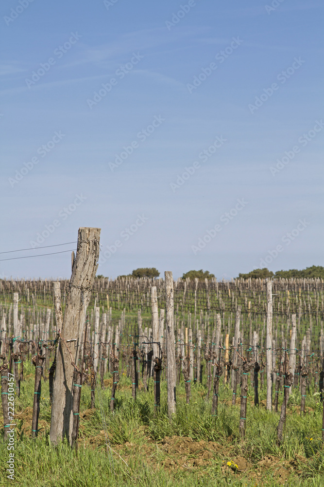 Weinanbau in Istrien