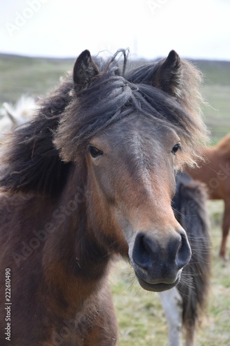 Portrait of an Icelandic horse, bay © Susanne Fritzsche