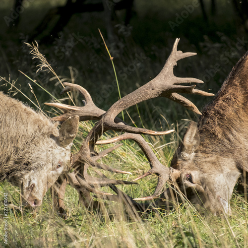 Two Red deer stags fighting in the mating season in the Dyrehaven park outside of Copenhagen in Denmark.