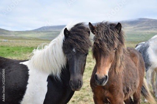 Portrait of two young icelandic horses photo