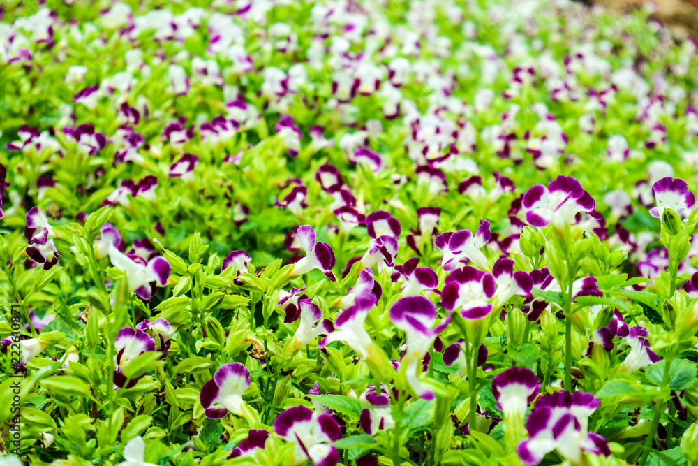 Torenia fournieri purple white flower and yellow pollen blooming