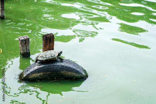 turtle on wheel at pond in public park has tree plant flower photo