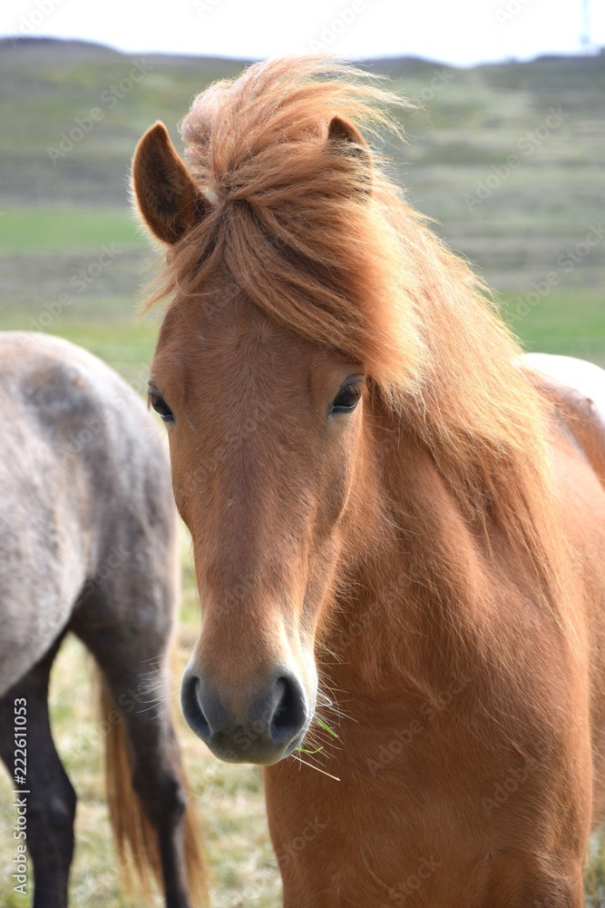 Portrait of an Icelandic horse, chestnut. Portrait of an Icelandic horse, chestnut.