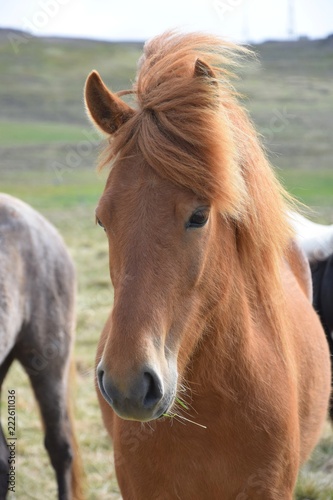 Portrait of an Icelandic horse  chestnut.