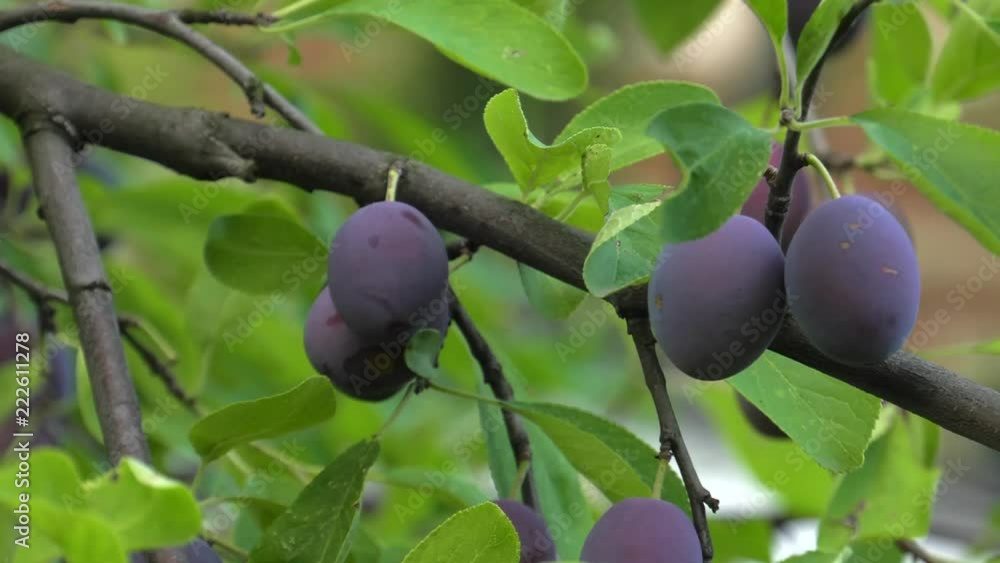 Purple plums on the tree. A lot of fruit. Panning,Closeup, Shallow depth of fields. Purple plums on the tree. A lot of fruit. Panning,Closeup, Shallow depth of fields.