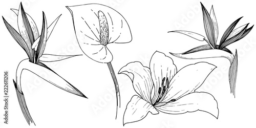 Tropical flower in a vector style. Isolated illustration element. Vector flower for background, texture, wrapper pattern, frame or border.
