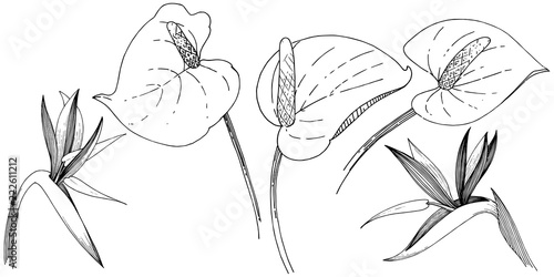 Tropical flower in a vector style. Isolated illustration element. Vector flower for background, texture, wrapper pattern, frame or border.