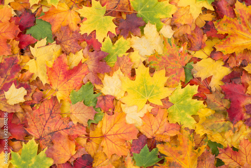 Colorful fall leaves background