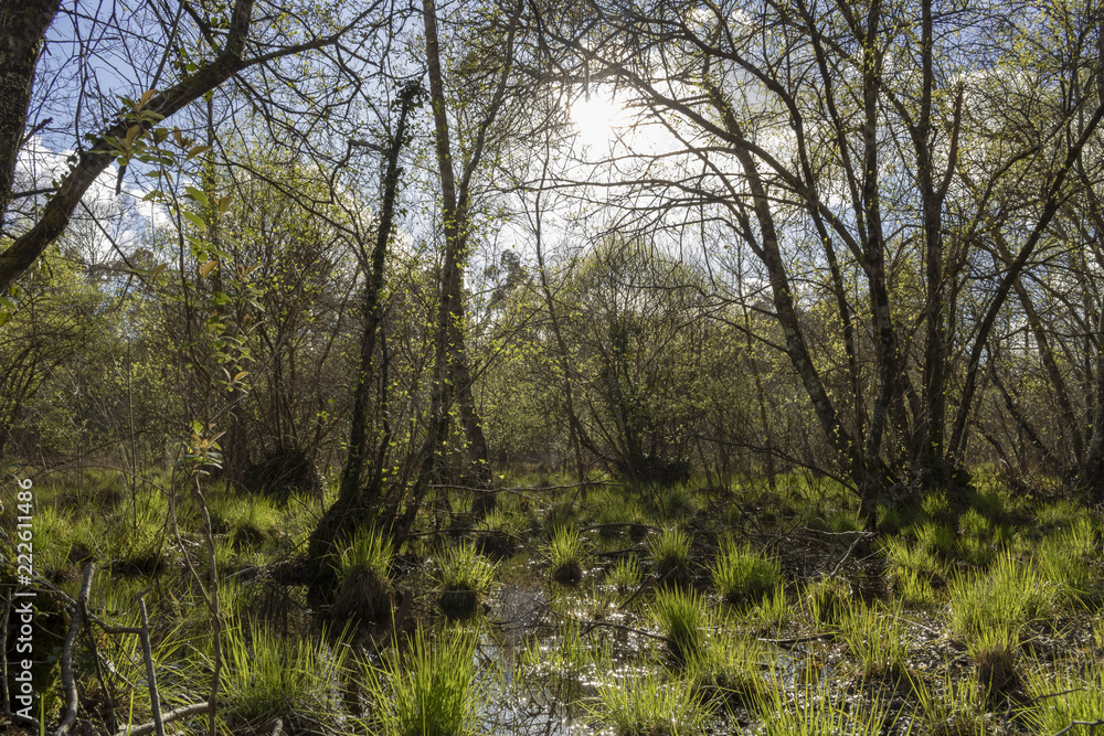 Obraz premium trees in the forest