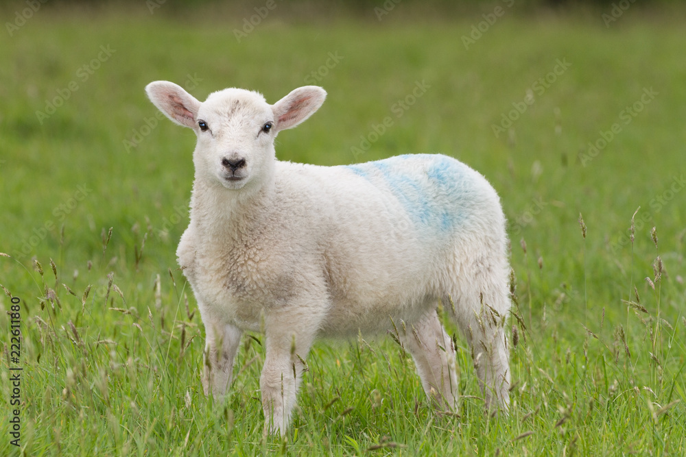 Full-frame shot of a young sheep looking directly at the camera in a field of green grass Full-frame shot of a young sheep looking directly at the camera in a field of green grass