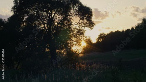 Stunning sunset with beautiful tree and flowing clouds