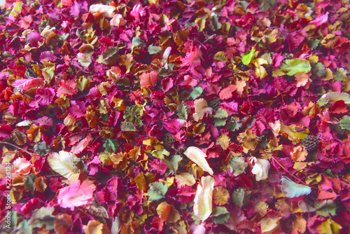 Colorful petal of dried flowers potpourri background.

