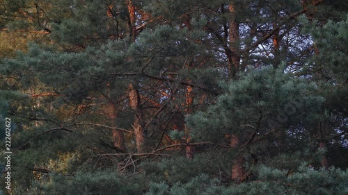 Sunrise in the pine forest