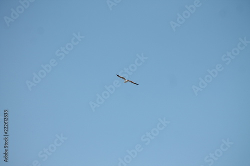 seagull flying in the blue sky