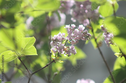 branch of lilac