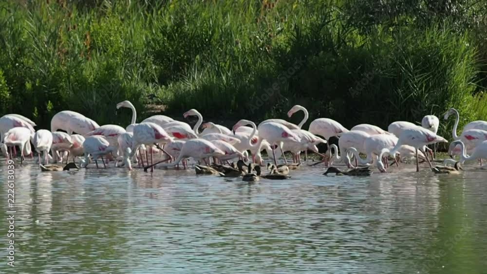 Group of pink flamingos in 4k Group of pink flamingos in 4k