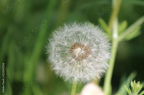 dandelion on background of green grass