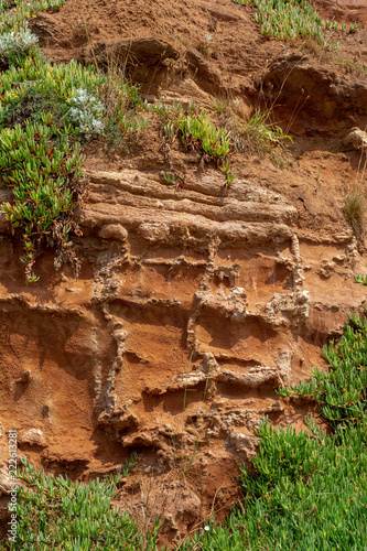 Fossilised tree roots (rhizocretions) in Triassic red sandstone, Jurassic coast cliffs at Budleigh Salterton, Devon