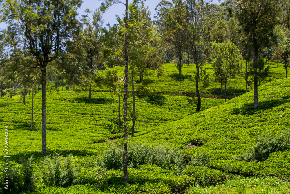 Fototapeta premium tee plantagen