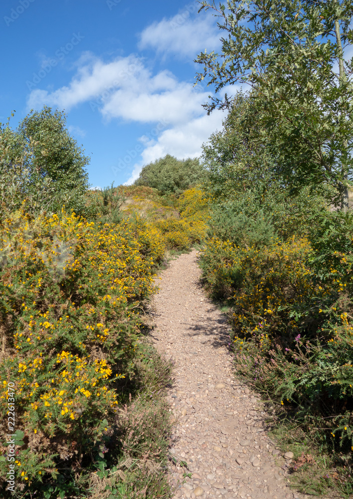 Track through flowering gorse heathland, Woodbury Common, East Devon AONB, SSSI, Devon Uk on sunny day
