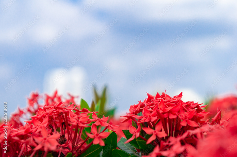 Ixora Chinensis flower blooming in garden and blue sky in background. Red spike flower or Rauvolfia Serpentine or West Indian Jusmine Ixora Chinensis flower blooming in garden and blue sky in background. Red spike flower or Rauvolfia Serpentine or West Indian Jusmine