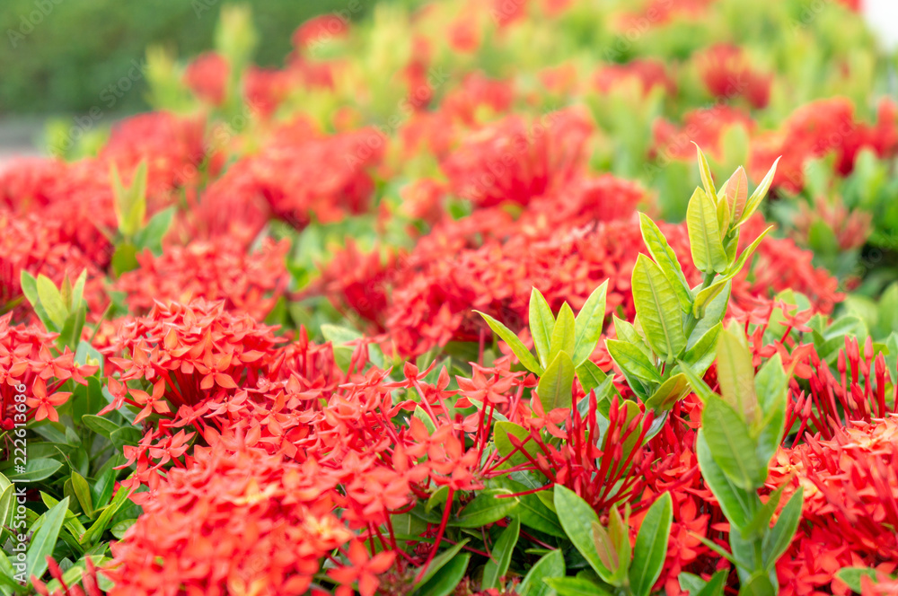 Ixora Chinensis flower blooming in garden. Red spike flower or Rauvolfia Serpentine or West Indian Jusmine Ixora Chinensis flower blooming in garden. Red spike flower or Rauvolfia Serpentine or West Indian Jusmine