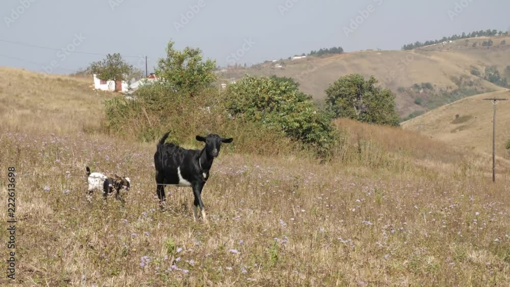South African goats in village - doe with kids alongside her and African huts in BG - two shots in 4K.mp4 South African goats in village - doe with kids alongside her and African huts in BG - two shots in 4K.mp4