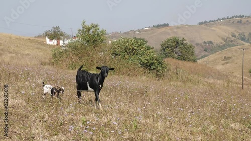 South African goats in village - doe with kids alongside her and African huts in BG - two shots in 4K.mp4