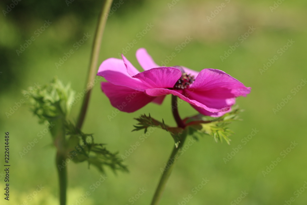 Fototapeta premium Zawilec anemone
