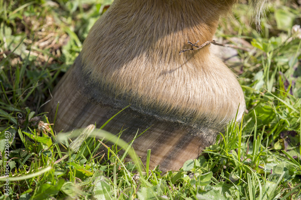 Obraz premium Pferdehuf