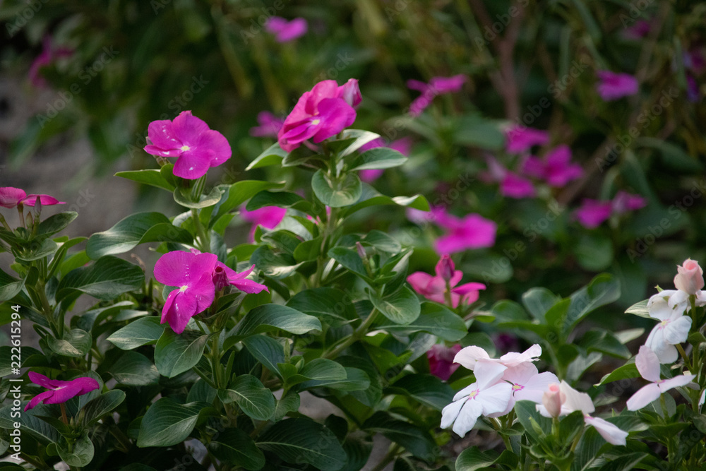 A pink and a white flowers A pink and a white flowers