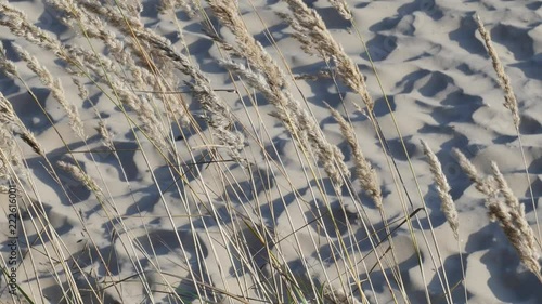Thin dry blades of grass are swaying on the light breeze in front of sand background