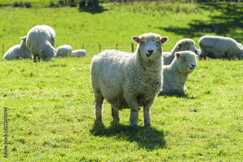 Sheep in farm, New Zealand