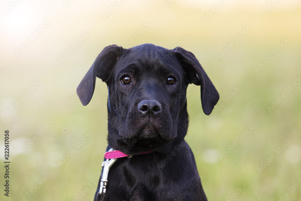 puppy cane corso outdoors