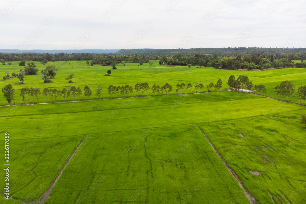 Drone shot Aerial view landscape scenic of rural agriculture rice field