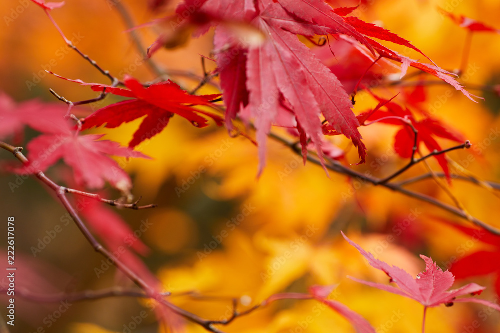 Red Fall Leaves, Japanese Maple with blurry background Red Fall Leaves, Japanese Maple with blurry background