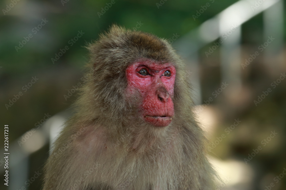 Fototapeta premium 高崎山自然動物園の餌付け場に集まる野性猿