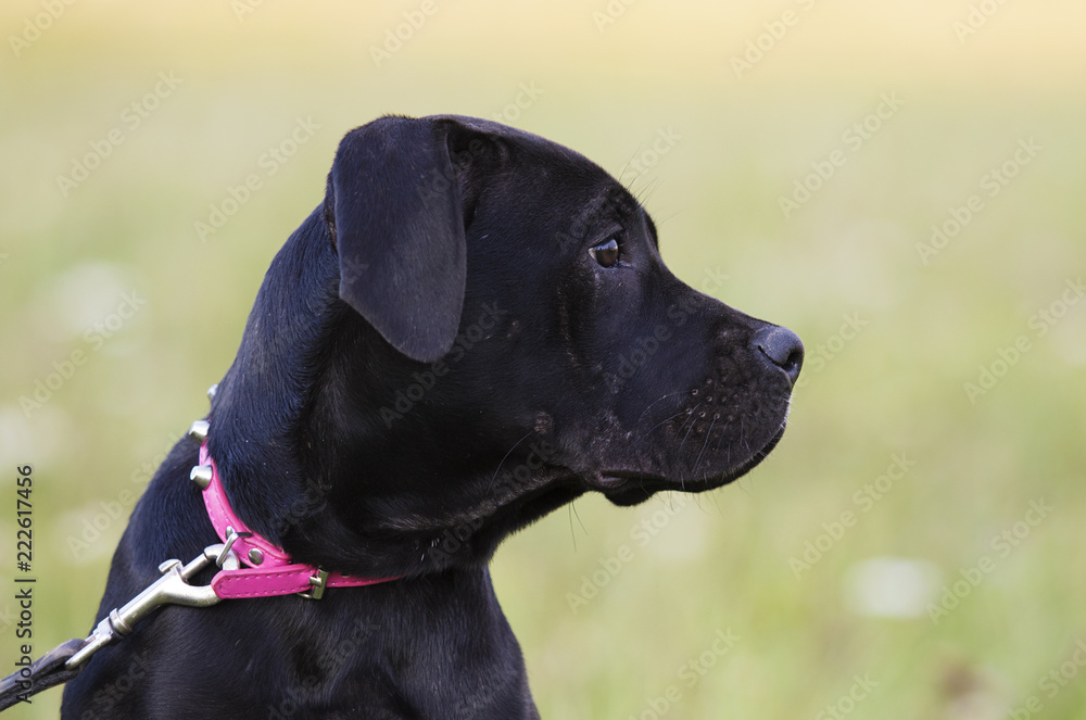 puppy cane corso outdoors puppy cane corso outdoors