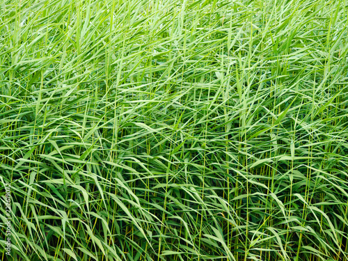 Green reed, natural background