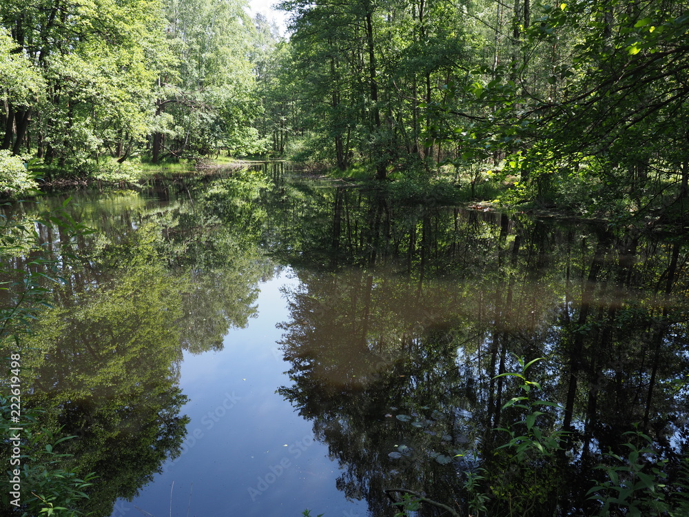 View of pond with water reflections in forest landscape near european artificial Goczalkowice Reservoir at Poland View of pond with water reflections in forest landscape near european artificial Goczalkowice Reservoir at Poland