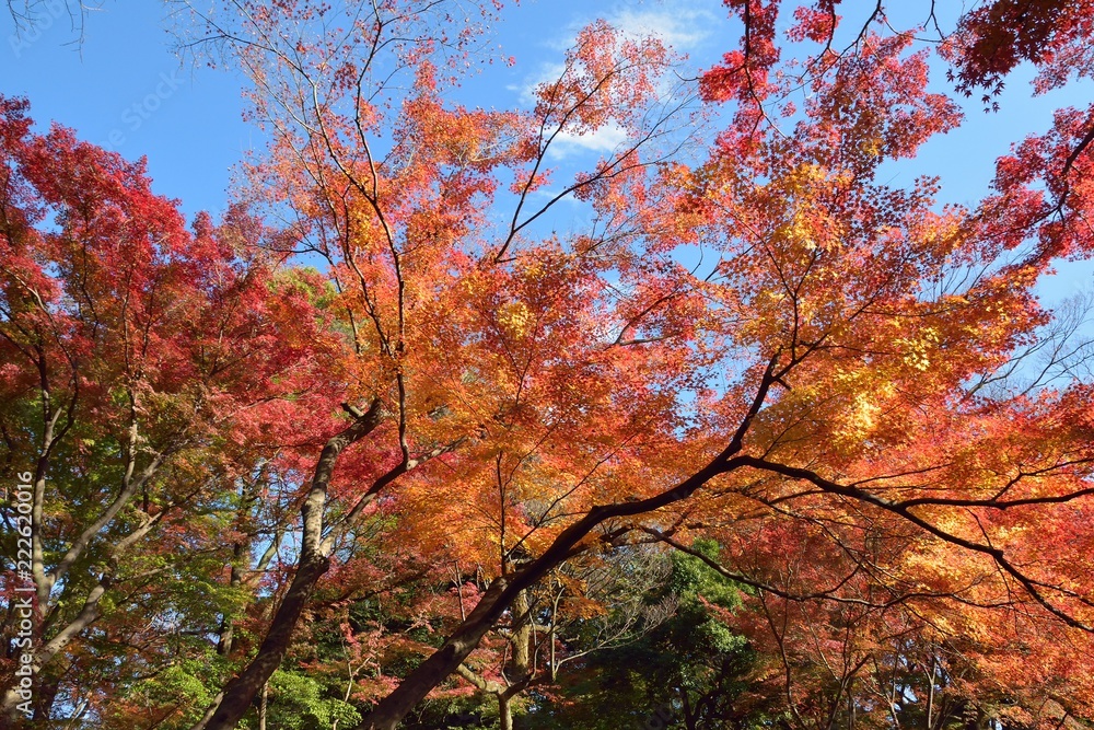 Wise Angle Landscape of colorful Japanese Autumn Maple tree Wise Angle Landscape of colorful Japanese Autumn Maple tree