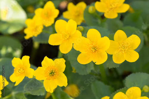 Bright yellow flowers in spring time