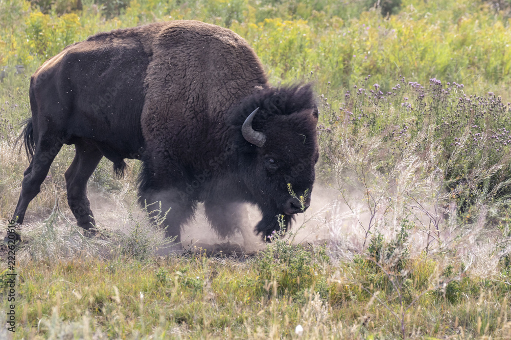American bison (Bison bison) male calling during rut season, Wyoming, USA.