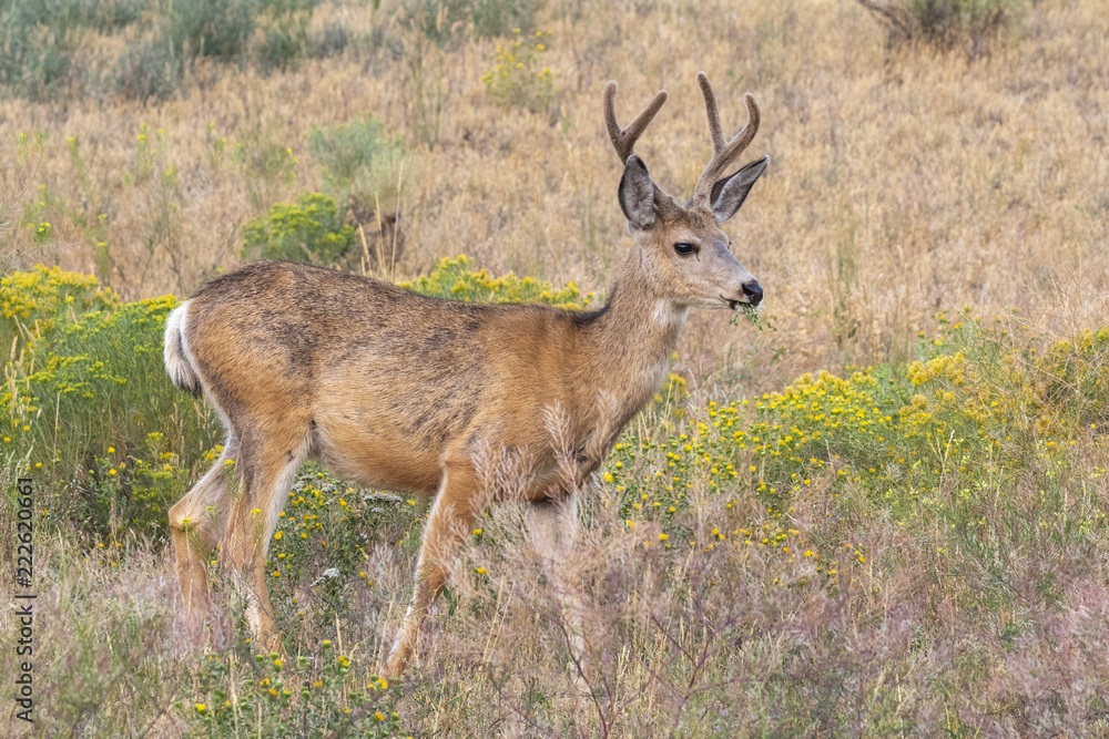 Mule deer (Odocoileus hemionus) male grazing in highland prairie, Wyoming, USA Mule deer (Odocoileus hemionus) male grazing in highland prairie, Wyoming, USA