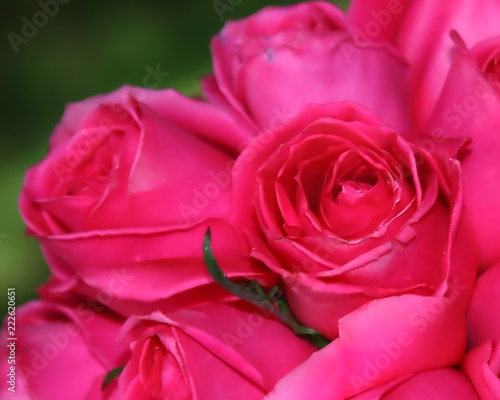Redish Pink Rose Blooms