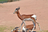 una antilope in varie pose su un terreno brullo