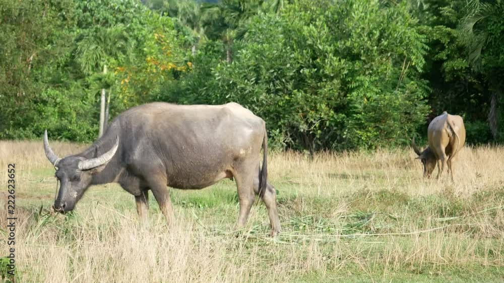 buffalo with long horn standing and eating grass food in meadow buffalo with long horn standing and eating grass food in meadow